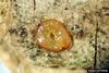 Emerald Ash Borer (Agrilus planipennis) egg