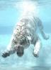 underwater white tiger