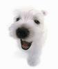 West Highland Terrier puppy