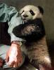 panda's please