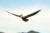 flying-pelican