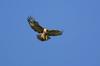 red-tailed hawk hovering