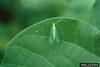 Green Lacewings (Chrysopa sp.)
