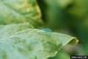Green Lacewings (Chrysopa sp.)