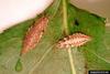 Green Lacewings (Chrysopa sp.) larvae