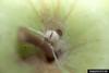 Green Lacewings (Chrysopa sp.) pupa