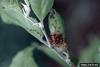 Mourning Cloak (Nymphalis antiopa) caterpillars