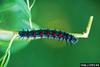 Mourning Cloak (Nymphalis antiopa) caterpillar