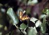 California Tortoiseshell (Nymphalis californica)