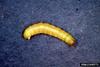 Indian Meal Moth (Plodia interpunctella) larva