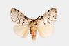 Gypsy Moth (Lymantria antennata)