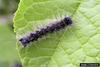 Gypsy Moth (Lymantria dispar)  caterpillars