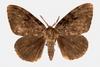 Gypsy Moth (Lymantria dispar)