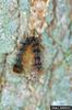 Gypsy Moth (Lymantria dispar)  caterpillars