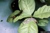 Rosy Gypsy Moth (Lymantria mathura)  caterpillar