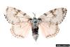 Rosy Gypsy Moth (Lymantria mathura)