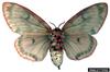 Rosy Gypsy Moth (Lymantria mathura)