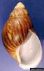 Giant West African Snail (Archachatina marginata)