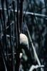 Marsh Periwinkle (Littorina irrorata)