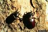 Cottonwood Stag Beetle (Lucanus mazama)