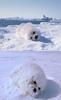 snow-coated harp seal pup