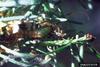 Spruce Budworm (Choristoneura fumiferana)