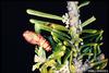 Spruce Budworm (Choristoneura fumiferana)
