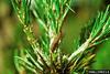 Jack pine budworm (Choristoneura pinus)
