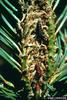 Jack pine budworm (Choristoneura pinus)