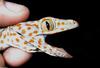 Tokay Gecko (Gekko gecko)103