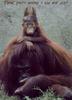 bad hair orangutan