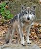 Mexican Wolf (Canis lupus baileyi)017