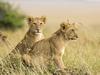 [Daily Photos CD4] Daily Photos, November 2005 : Female Lion Cubs, Masai Mara, Kenya, Africa