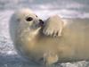 [Daily Photos CD4] Laid Back Harp Seal