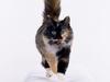 [Daily Photos CD4] Longhair Calico