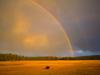 [Daily Photos CD4] Rainbow and Bison, Yellowstone National Park, Wyoming