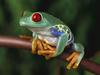 [Daily Photos CD4] Red-Eyed Treefrog, Central America
