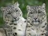 [Daily Photos CD4] Snow Leopard Pair
