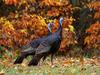 [Daily Photos CD4] Wild Turkeys in Autumn