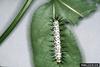 Zebra Longwing Butterfly (Heliconius charitonius) larva