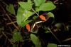 Postman Butterfly (Heliconius melpomene)