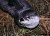 North American River Otter (Lontra canadensis)