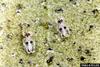 Azalea Lace Bug (Stephanitis pyrioides)