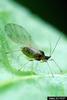 Green Peach Aphid (Myzus persicae)