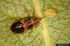 Woolly Anthocorid Bug (Anthocoris tomentosus) nymph