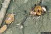 Aphid Parasitoid Wasp (Diaeretiella rapae)