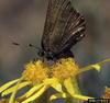 Nelson's Hairstreak Butterfly (Callophrys nelsoni)