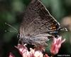 California Hairstreak Butterfly (Satyrium californica)
