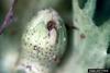 Gray Hairstreak Butterfly (Strymon melinus) larva