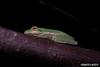 American Green Treefrog (Hyla cinerea)